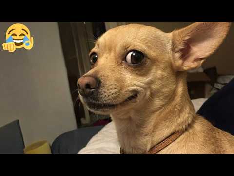 When You're About To Be Fed with Your Favourite Food 😂🤣 Funny Animal Moments 2026