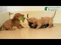 Dachshund dogs for sale: Lee - Video 1