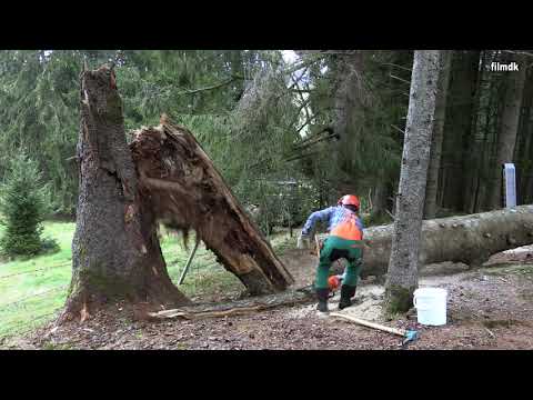 Mein Wald Pflegen Daniel Klein Wertach Abgestorbene Baum Fällung Borkenkäfer