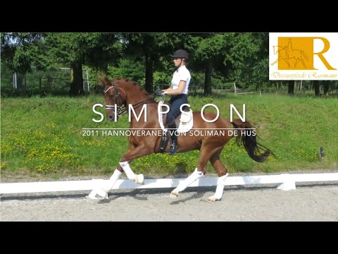 SOLD!Dressurpferd - 2011 Hannoveraner Wallach von Soliman de Hus, Stm. ca. 1,70, S-Dressur - Simpson