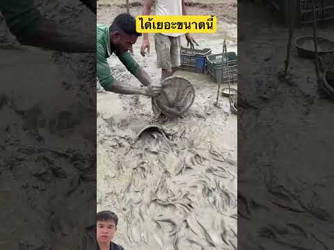 ได้เยอะขนาดนี้#viral #viralvideo #shorts #youtubeshorts #trending #fyp #foryou #fish #fishing #ไวรัล