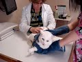 Unhappy Cat At The Vet What Popcorn Is Saying
