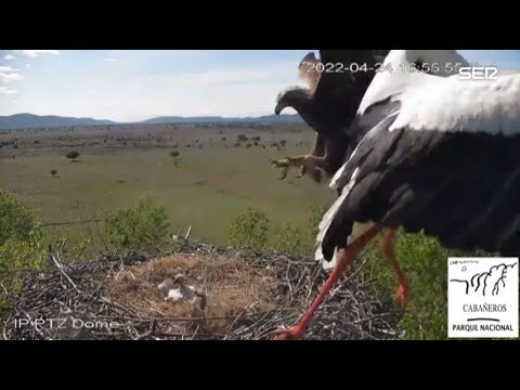 Un águila real ataca un nido de cigüeñas en el Parque de Cabañeros