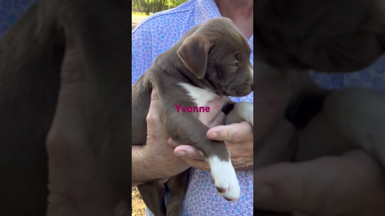 Enlarge Yvonne , an adopted mixed breed in Springfield, IL video 2/2