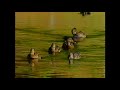 Baby Einstein Stock Footage Mottled Ducks