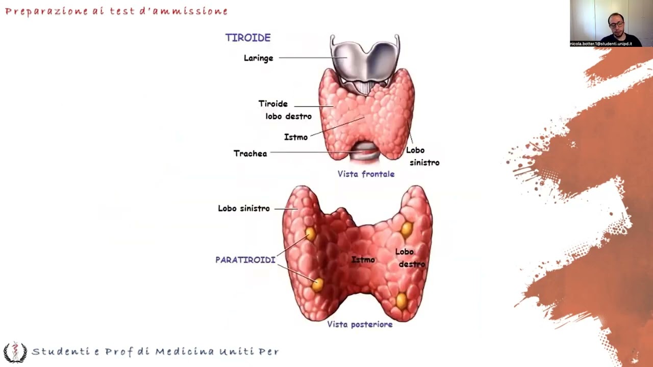 Anatomia e Fisiologia - Endocrino Ghiandole