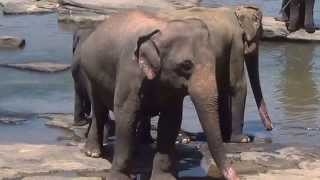 preview picture of video 'Pinnawala, słonie w wodopoju (foto)'
