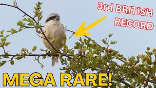 Download lagu SANGAT LANGKA | MEMECAHKAN REKOR BRITANIA RAYA KE-3 | BURUNG EKOR PANJANG | ALAM | SATWA LIAR | BURUNG mp3