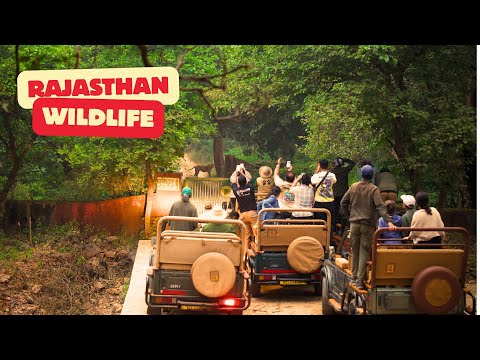 Ranthambore National Park, Zone-3 Safari | Tiger Sighting Jungle Vlog |