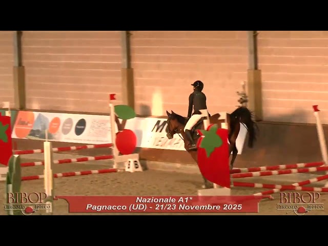 Giumenta, 5 anni, sella italiana