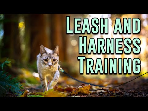 Leash and harness training.