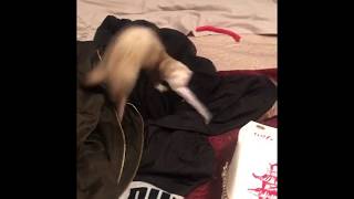 FERRET STEALS MY TAMPON!!!!!