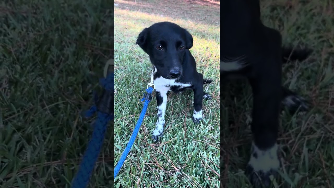 Stacy, an adopted mixed breed in Warwick, RI video 6/6