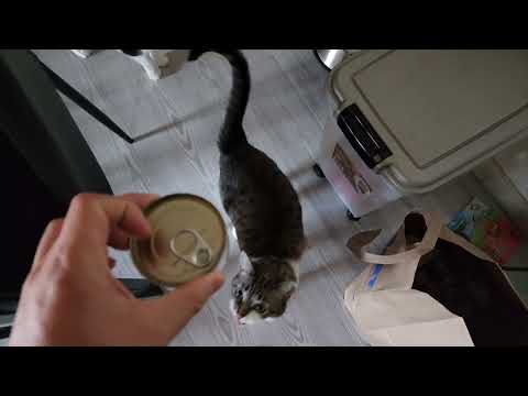 Blue kayo kyao fooooooood