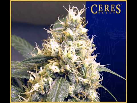 Ceres Seeds