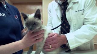 preview picture of video 'Radford Animal Hospital - Short | Radford, VA 24141'