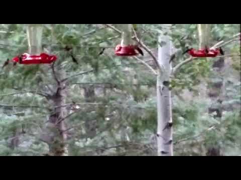 New Mexico Hummingbirds - Videoed by Layne Sutton