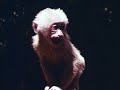 Mammals Are Interesting 1953