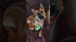Video preview image #1 Mutt Puppy For Sale in Fresno, CA, USA