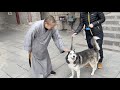 Dog Meets Buddhist Monk