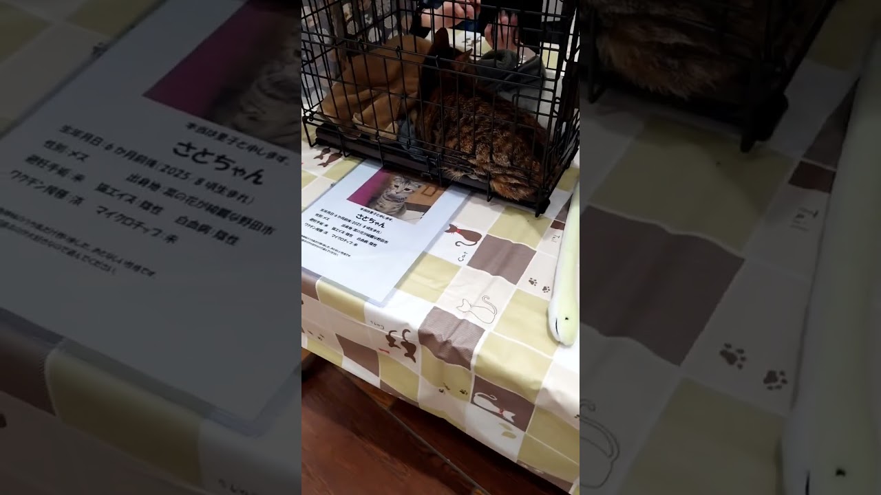 越谷レイクタウン譲渡会に参加してきました😺