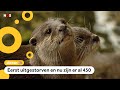 Het gaat goed met de otter in Nederland