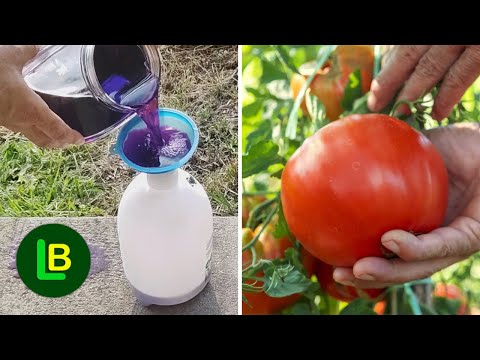 IMMEDIATELY STOP tomato blight and powdery mildew with this cheap remedy