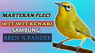 Download lagu Masteran pleci wit wit kenari sambung bren ciblek panjang || white-eye bird sound mp3 Download lagu Masteran pleci wit wit kenari sambung bren ciblek panjang || white-eye bird sound mp3