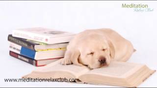 Sleepy Animals Pet Therapy Music: Relaxing Music for Dogs and Cats