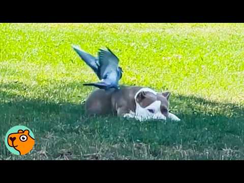"Mean" Dog Acts Super Gentle Around This Bird | 5 Best Stories