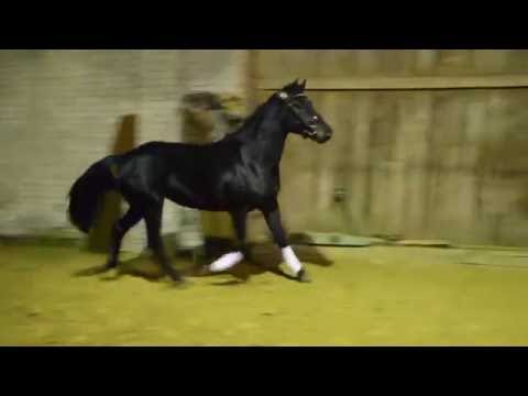 2,5-jähriger Ponyhengst v. D-Day AT-Nabucco R