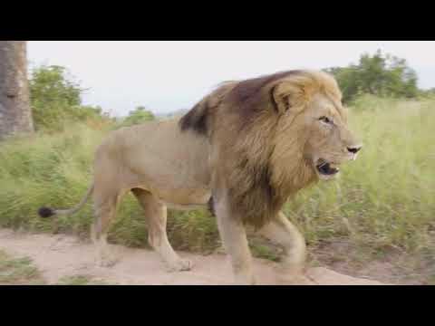 R.I.P Othawa Male Lion Final Straw