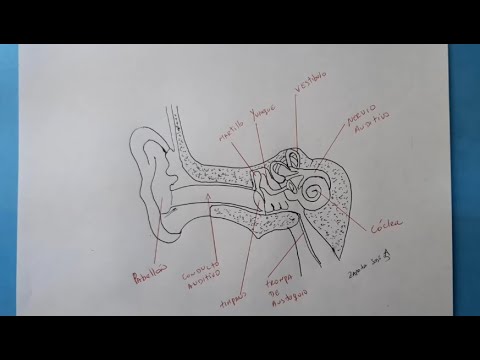 Como desenhar o ouvido humano e suas partes (descrição de suas partes em português abaixo)
