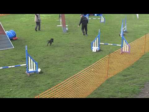 Britley's Zulay Agility