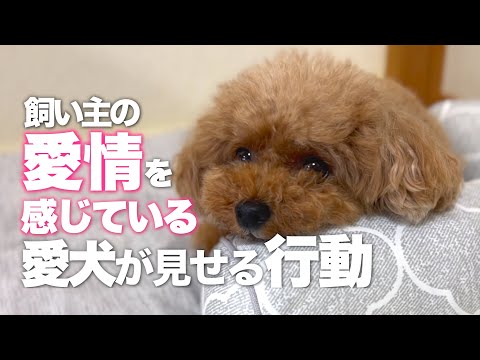 犬は愛情を感じますか?
