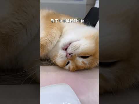 還是以後蚵仔煎睡覺的時候跟他一起睡...?