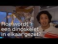 Hoe wordt een dinoskelet in elkaar gezet? | Vragen van kinderen | Het Klokhuis