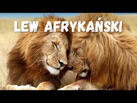 TOP 20 CIEKAWOSTKI - LEW 🦁