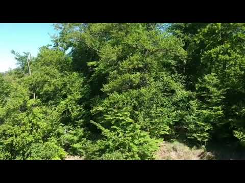 Ahlsburg und Burg Grubenhagen