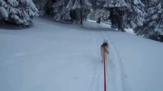 preview picture of video 'Ski-chien 107, derrière un attelage au Creux du Van'