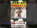 【犬】環境設定が重要！石を食べてしまう犬への対策【トレーニング】