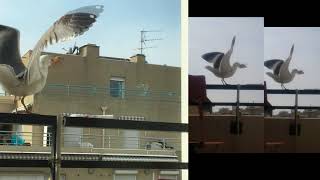 Seagulls have the Mount Kimbie spirit 2