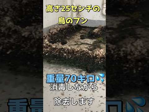 鳥の糞からテラスを掃除するにはどうすればよいですか？汚れや臭いを取り除くためのヒント  庭園