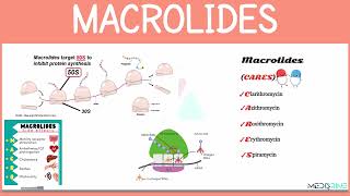 Pharmacology of Macrolides | Erythromycin, Azithromycin, Clarithromycin Mechanism, Uses & ADRs