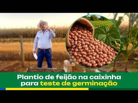 Plantio de feijão na caixinha para teste de germinação - GG Goiás