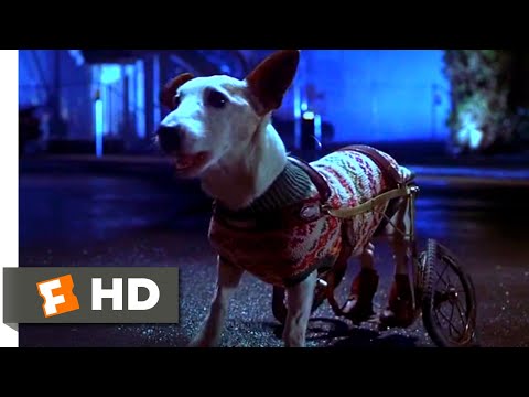 Babe: Pig in the City (1998) - Flealick's Wild Ride Scene (7/10) | Movieclips