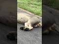 Lion eats giraffe for 5 days straight #86daysinkruger #lion #nature #viral #shorts #safari #itis