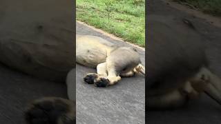 Lion eats giraffe for 5 days straight #86daysinkruger #lion #nature #viral #shorts #safari #itis