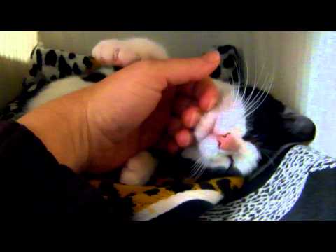 Séraphine Cat'mondoux câlin