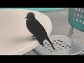 Clip 2